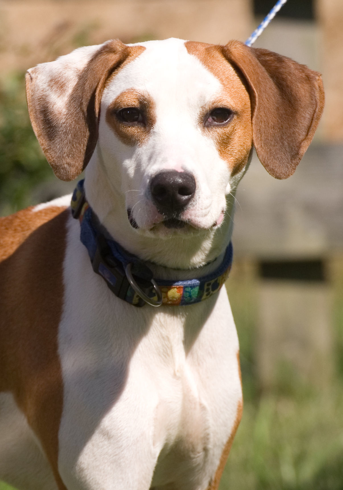 092918-mat-pets-dog-KK.jpg